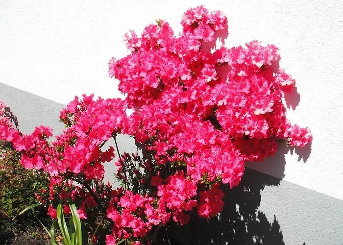 Arcadia Hotel Ascona