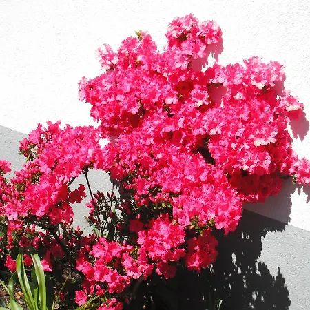 Arcadia Hotel Ascona